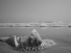 shell