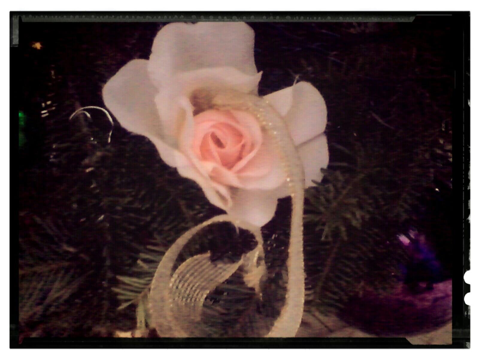 A rose on the Christmas tree