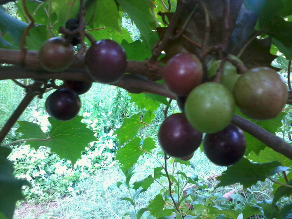 Vine and Fig Tree