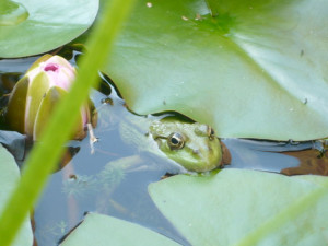 frog