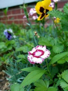 garden 1