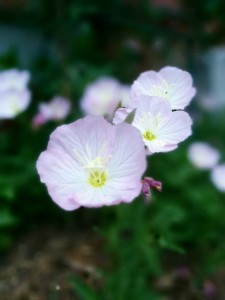 garden 2