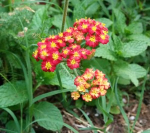 garden 3
