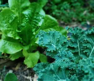 lettuce
